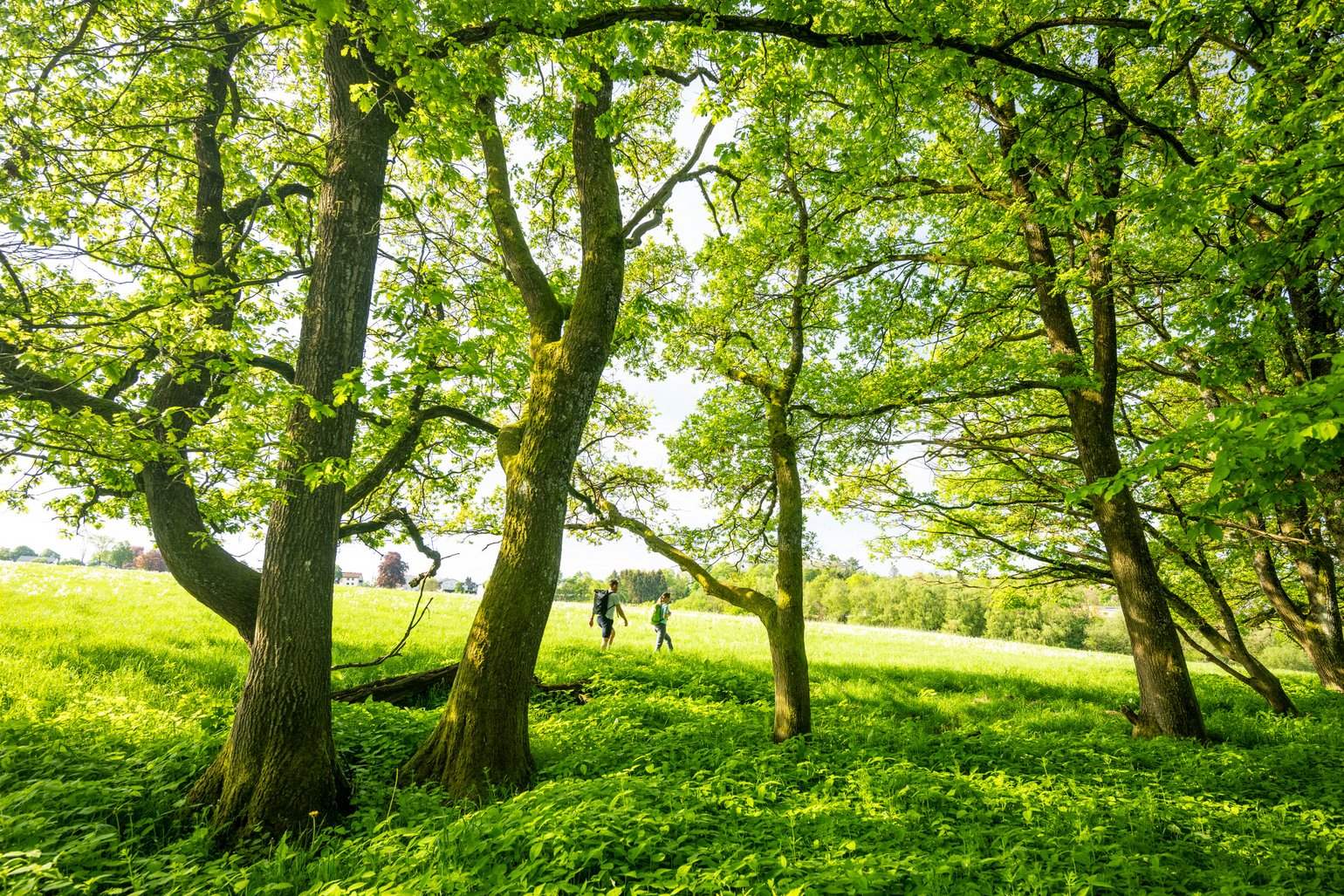 Menschen gehen durch einen sonnenbeschienenen Wald mit üppigem Grün