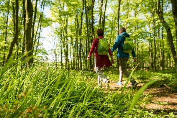 Zwei Personen mit Rucksäcken spazieren durch einen sonnigen Wald