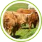 Wildpark & Kletterwald Bad Marienberg