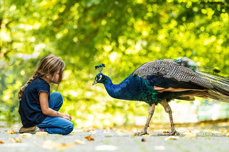 Ein Mädchen beugt sich zu einem Pfau in einer grünen Umgebung