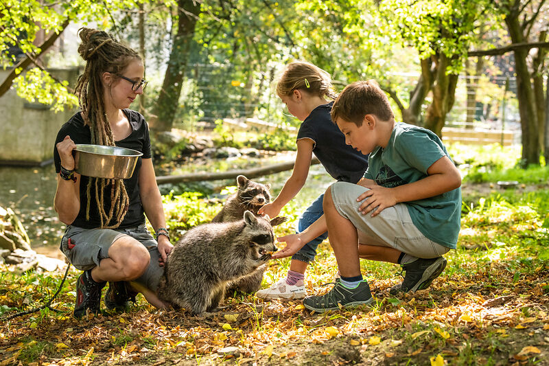 Eine Frau mit Kindern füttert Waschbären in einer grünen Umgebung.