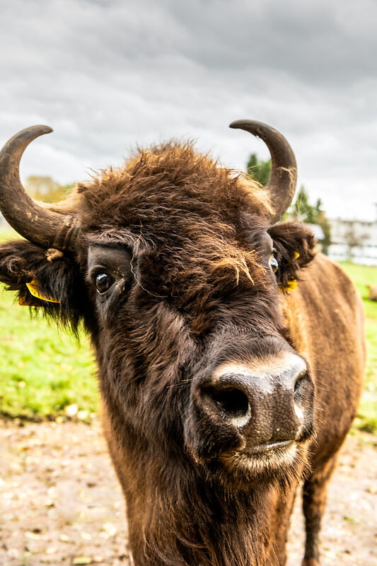 Bison mit Hörnern in einer grünen Landschaft unter bewölktem Himmel