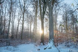 Winterstimmung am Zwergenweg