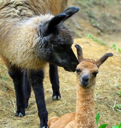 Lamas