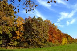 Ausblick Winner Wald