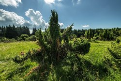 Die Wacholderheide bei Westernohe