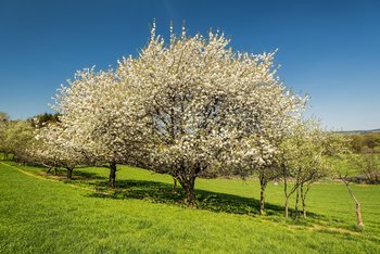 Frühling im Hachenburger Westerwald
