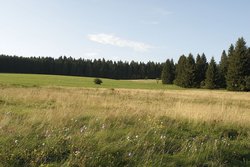 Fuchskaute