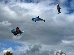 Meeresbewohner am Himmel