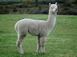 Alpaka