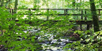 Holzbachschlucht grün