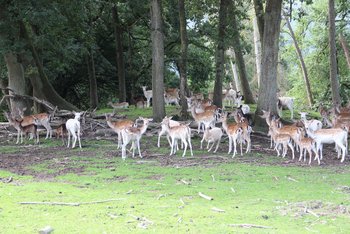 FreizeitparkFreizeitpark Gackenbach