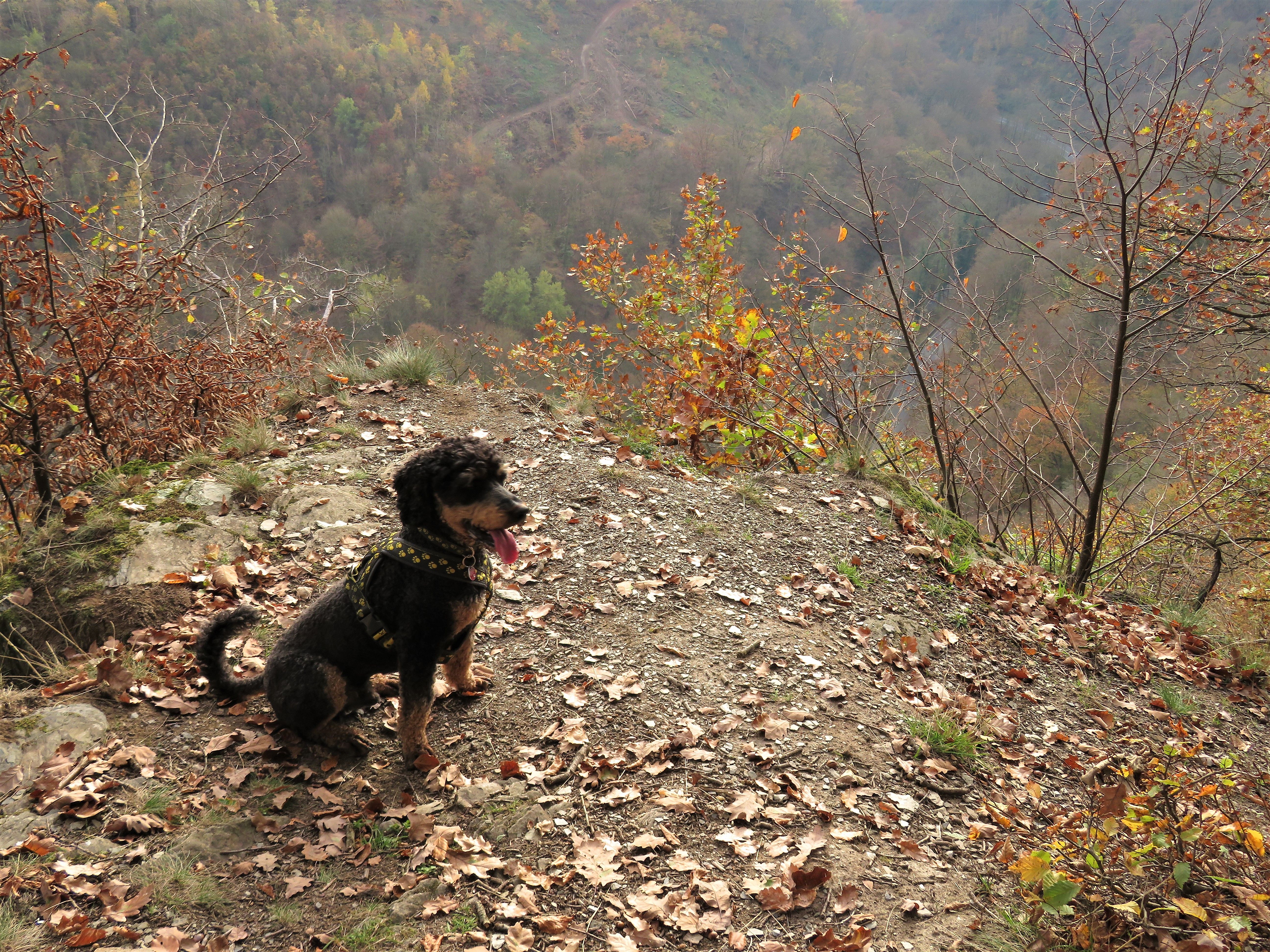 Auf dem Rabentisch hoch über dem Sayntal, unten die B413 nach Sayn