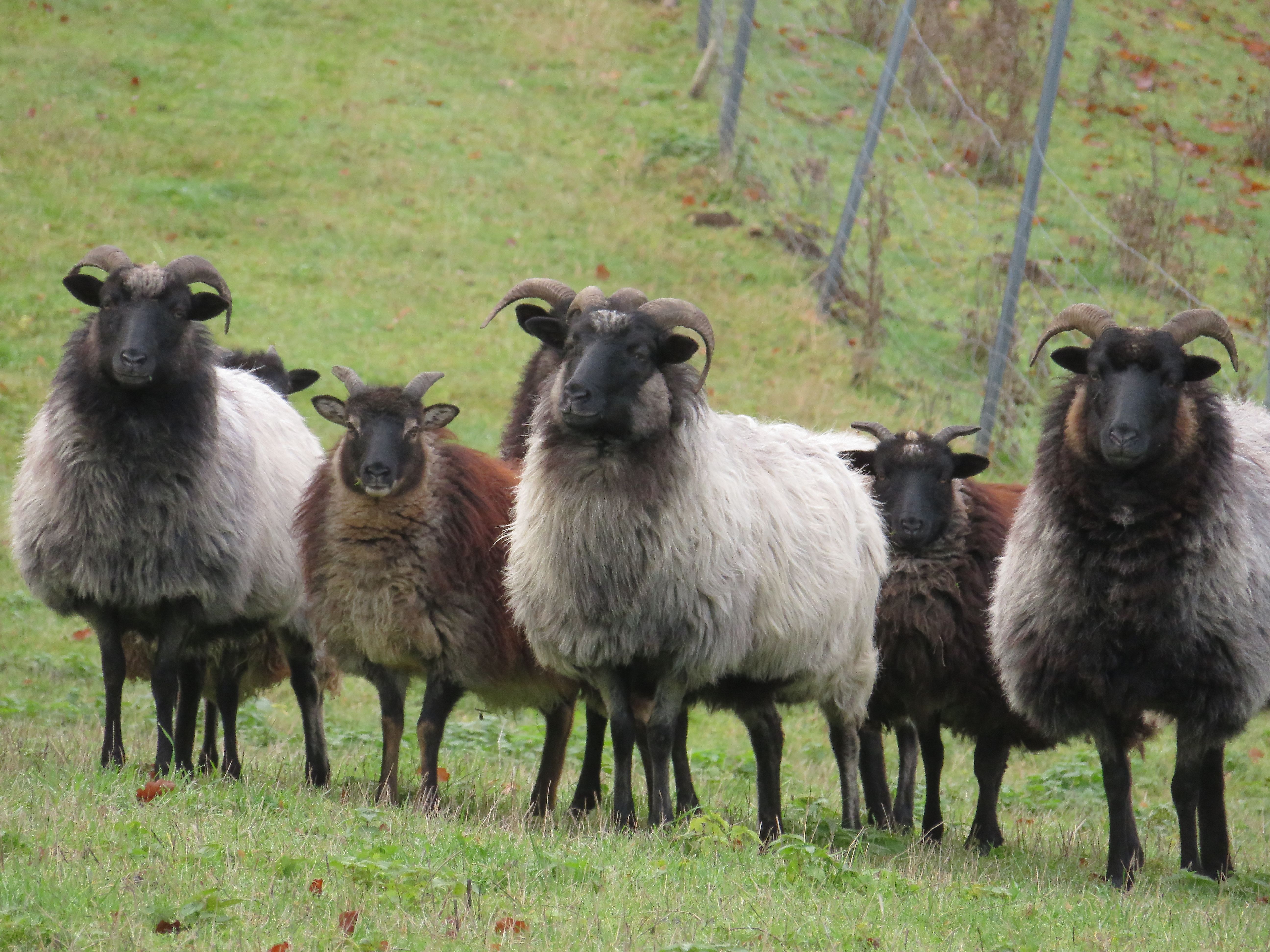 Mufflon- oder Schafherde? vor der Ruine von Burg Braunsberg
