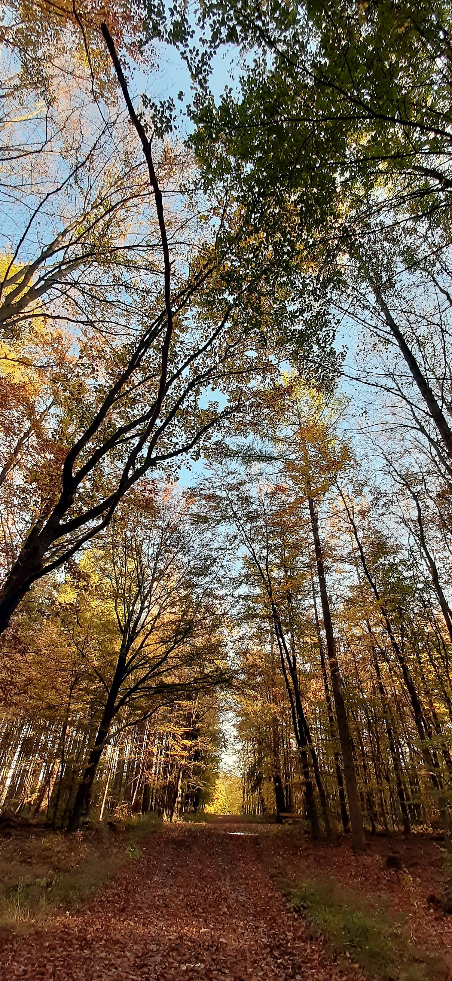 Nordic-Walking Westerwald Wegstrecke im Wald NR Route 2 u 3