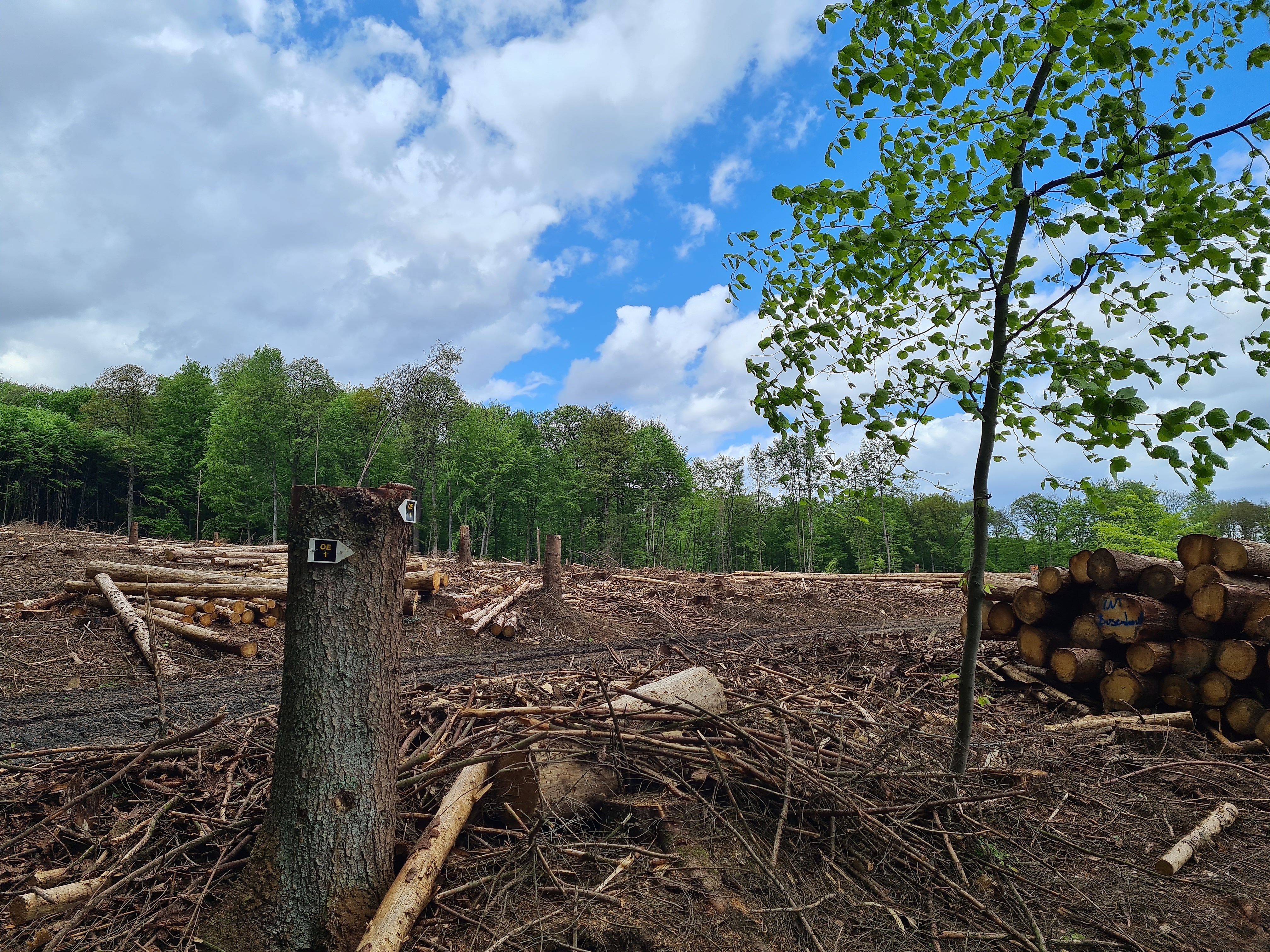 Borkenkäferschäden verändern den Forst im Westerwald