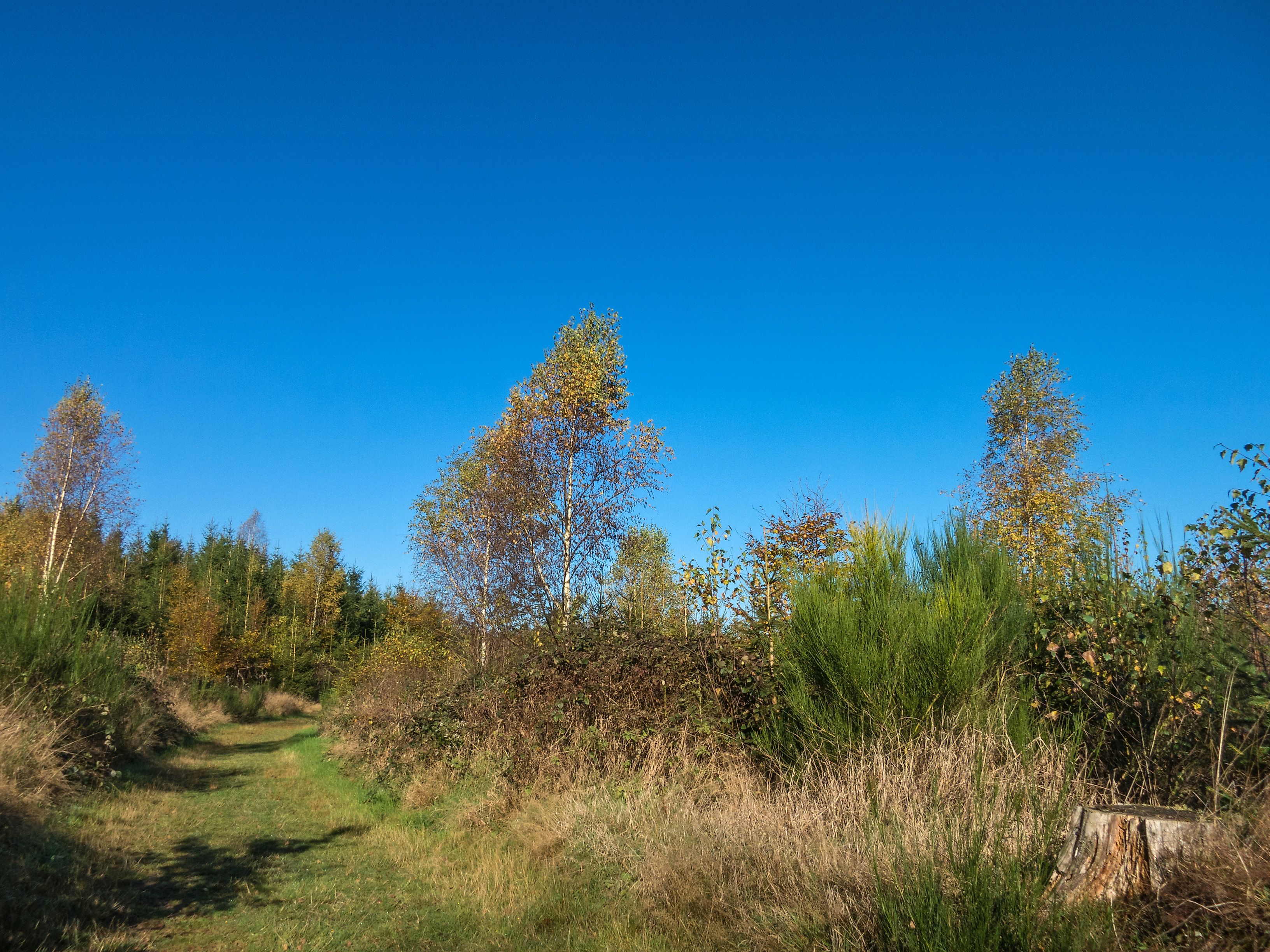 Natursteig Sieg und Holschbacher Rundweg nahe Hof Hagdorn