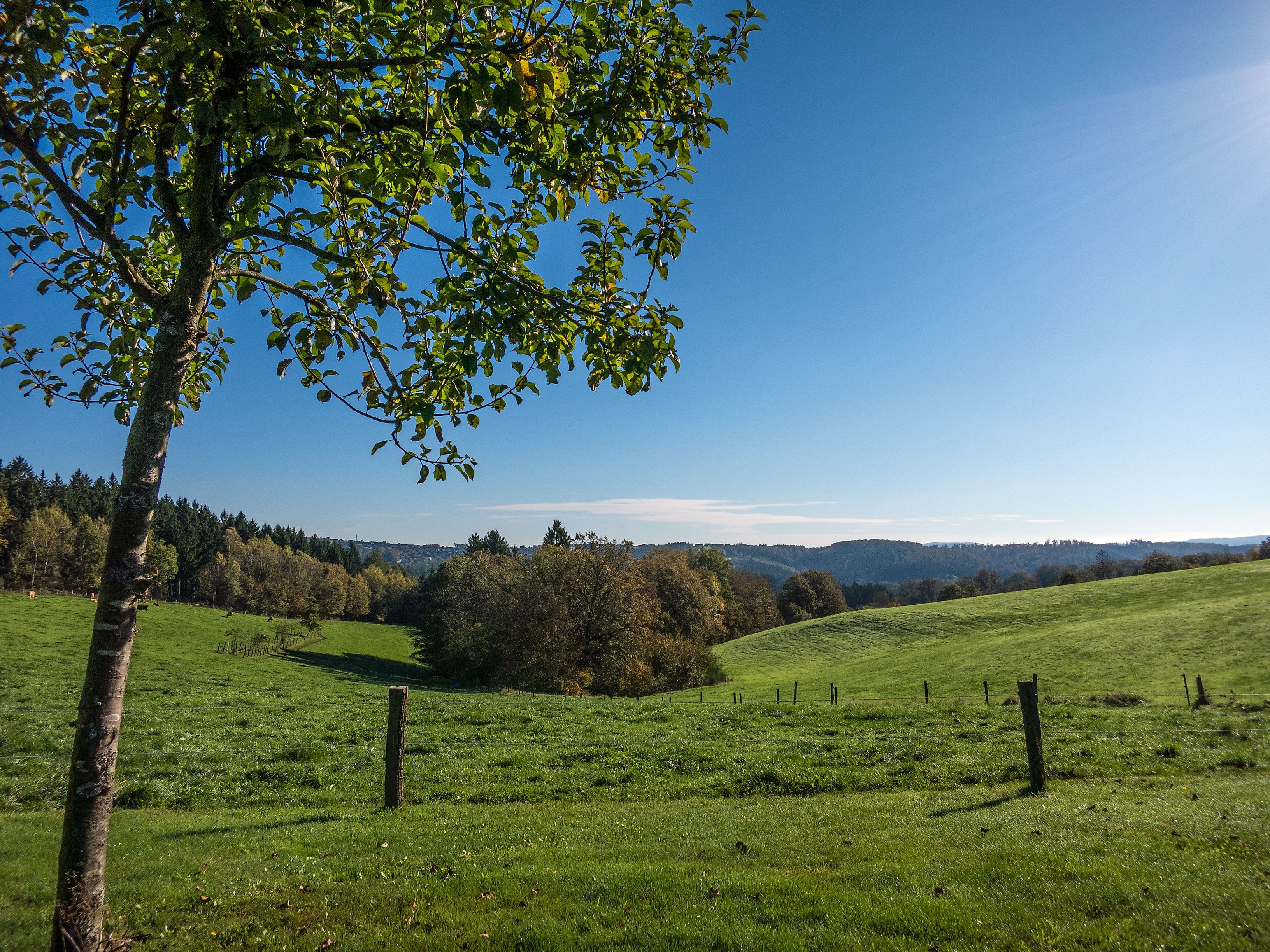 Natursteig Sieg und Holschbacher Rundweg bei Hof Hagdorn
