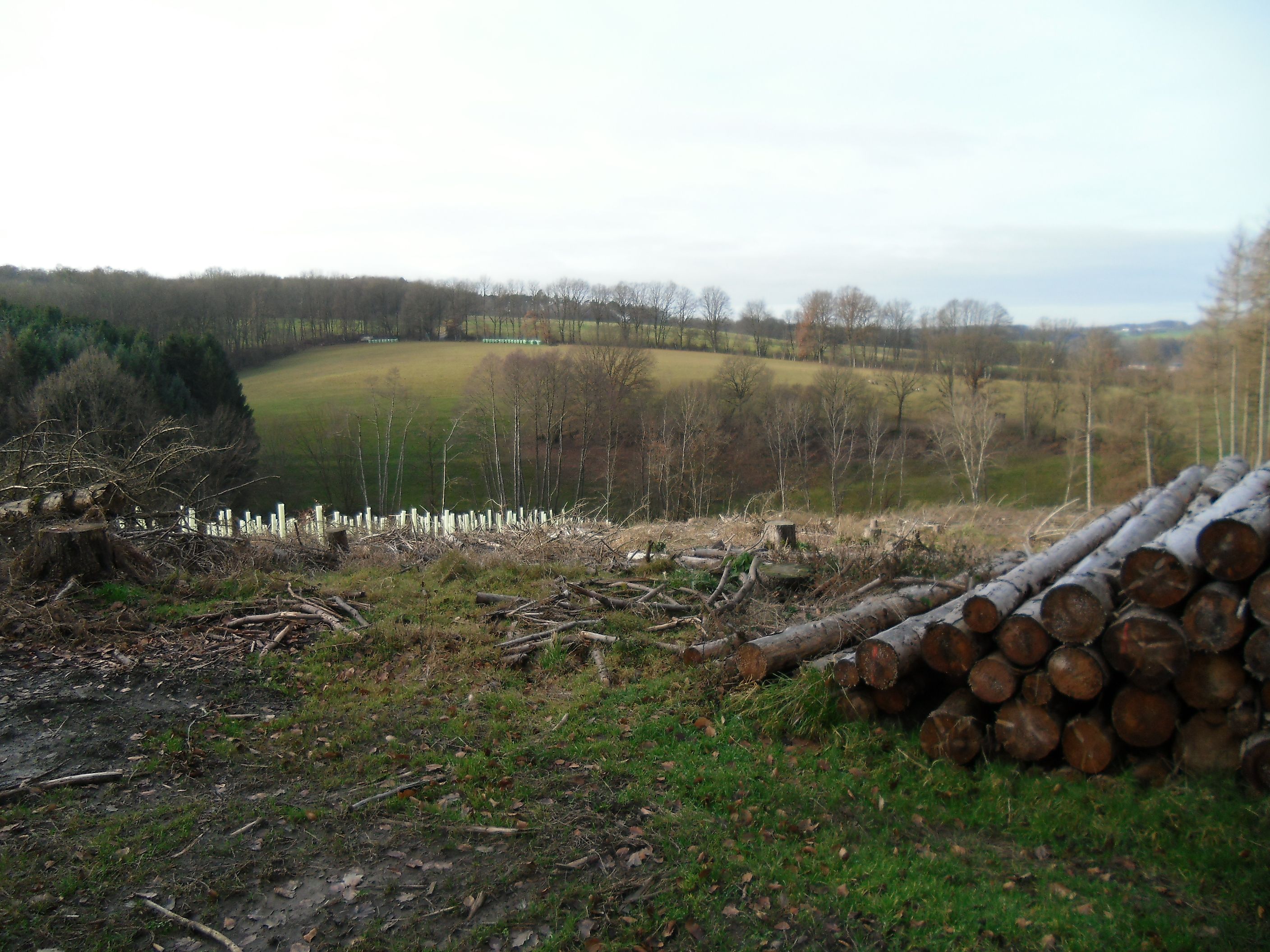 Neuanpflanzungen geben freien Blick auf Tallandschaft