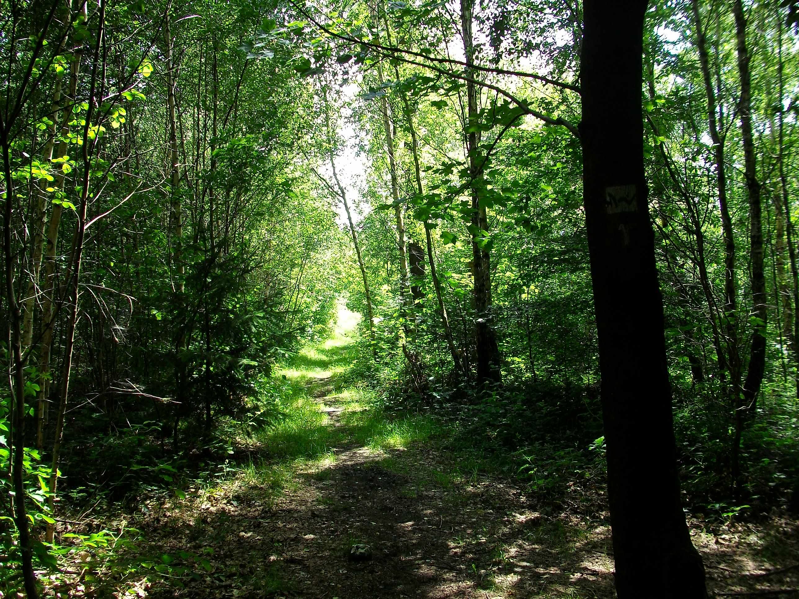 idyllischer Waldpfad, wo wir unsere Seele baumeln lassen können